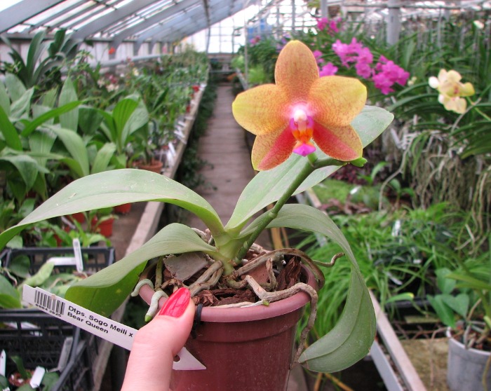 Doritaenopsis Sogo Meili x Phalaenopsis Ld's Bear Queen.JPG