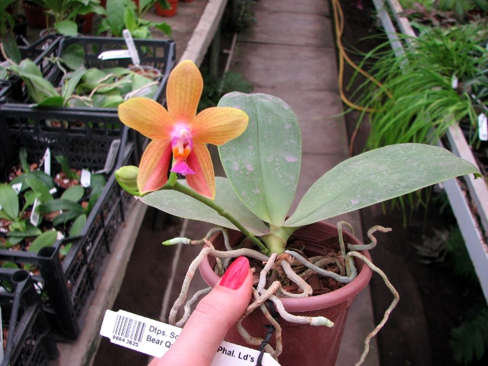 Doritaenopsis Sogo Meili x Phalaenopsis Ld's Bear Queen .JPG