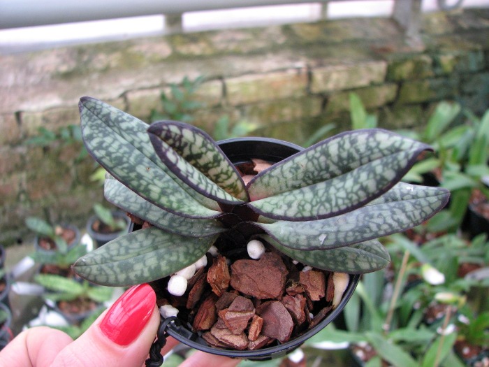 Paphiopedilum delenatii fma. vinicolor.JPG