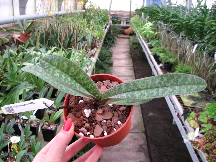 Paphiopedilum concolor (1508).JPG