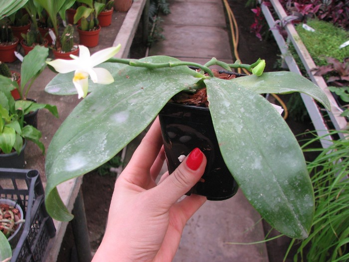 Phalaenopsis violacea alba.JPG