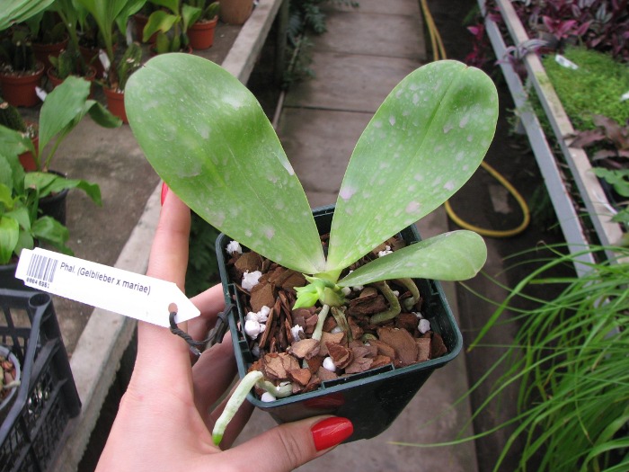 Phalaenopsis (Gelblieber x mariae).JPG