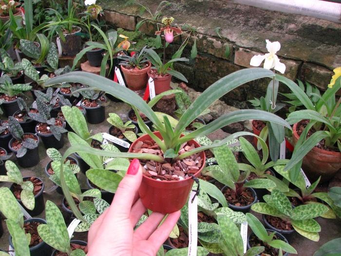 Paphiopedilum henryanum.JPG