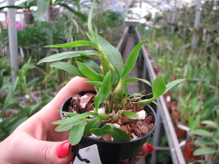 Dendrobium brymerianum.JPG