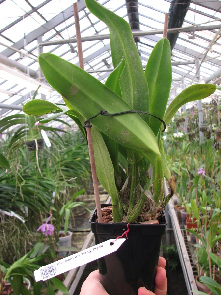 Brassolaeliocattleya Memoria Tiang 'Pipob'.JPG