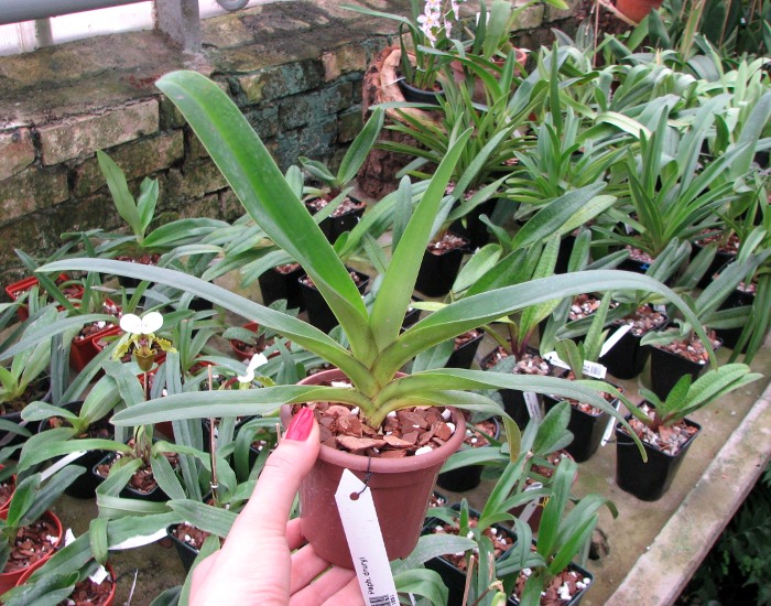 Paphiopedilum druryi.JPG