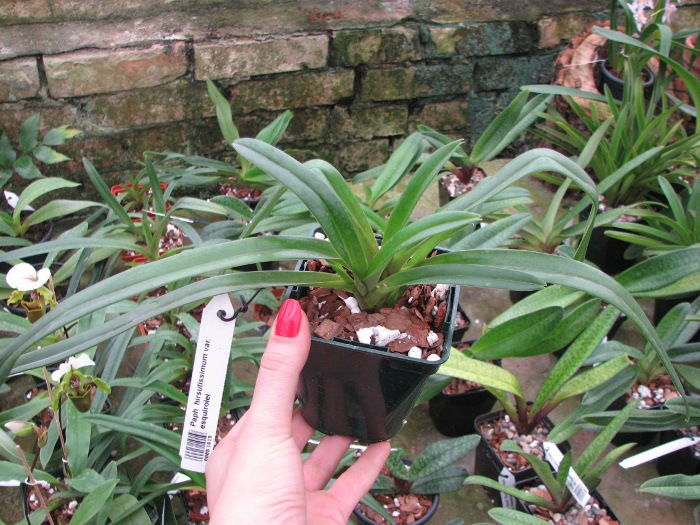 Paphiopedilum hirsutissimum var. esquirolei.JPG