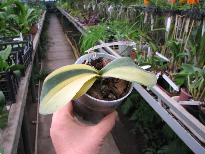 Phalaenopsis Matou Freed.jpg