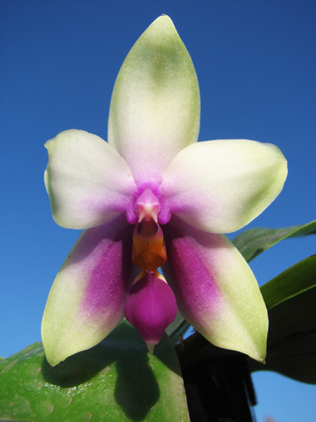 Phalaenopsis bellina.jpg