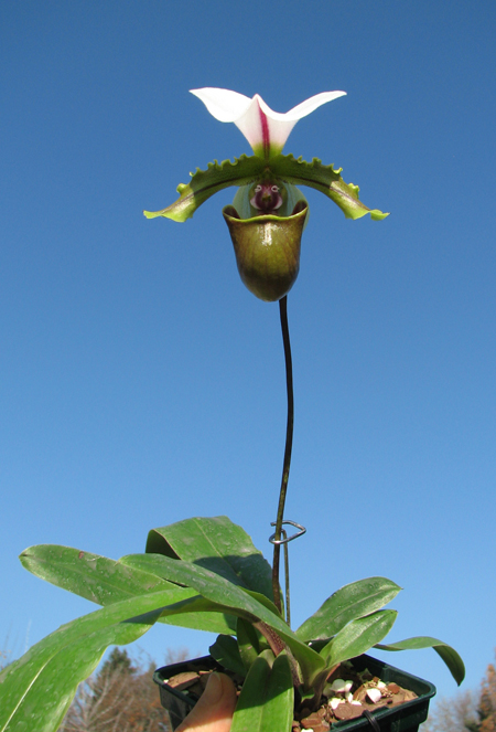 Paphiopedilum spicerianum.jpg