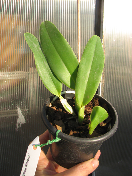 Cattleya Sea Breeze 'Blue Ribbon'.jpg