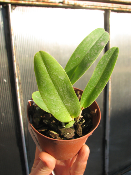 Cattleya Sea Breeze 'Fellraths Pride'.jpg