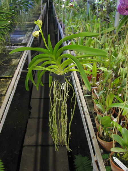 Vanda Boonchoke x Ascocenda Tubtim Velvet.jpg
