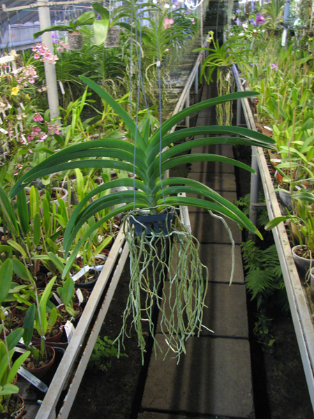 Ascocenda Butterfly x Vanda Srakaew.jpg