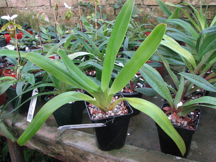 Paphiopedilum lowii 'Daya' x sib '#2'.jpg