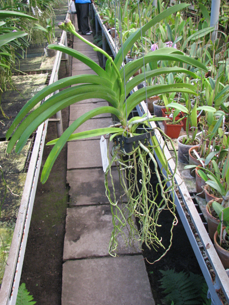 Ascocenda Varute Leopard x Vanda Tarab Waxy.jpg