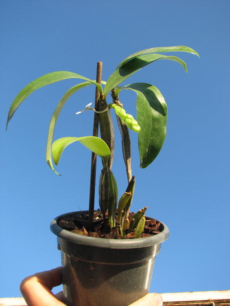 Dendrobium griffithianum.jpg