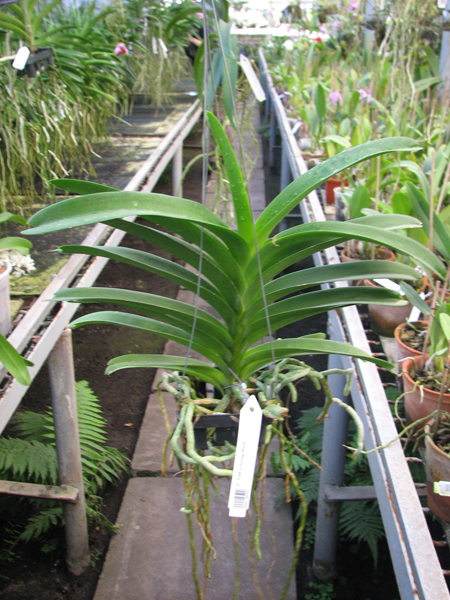 Vanda Pak Chong Blue.jpg