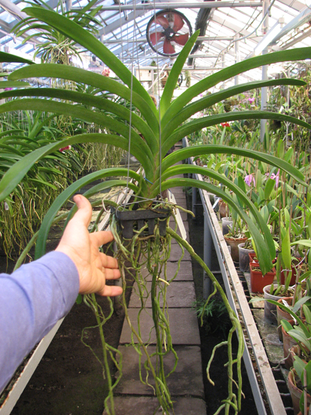 Vanda Kultana Ruby x Patcharee's Delight.jpg