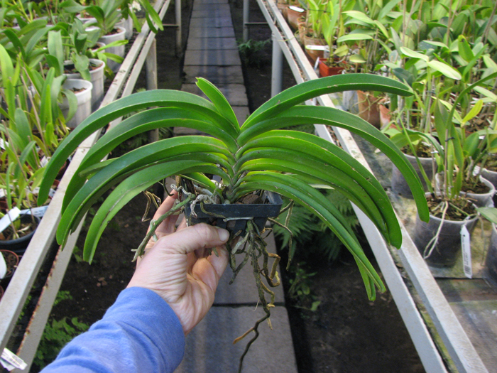 Rhynchostylis coelestis blue.jpg