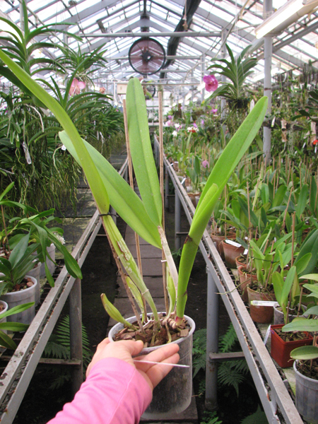 Laeliocattleya Canhamiana semi-alba.jpg