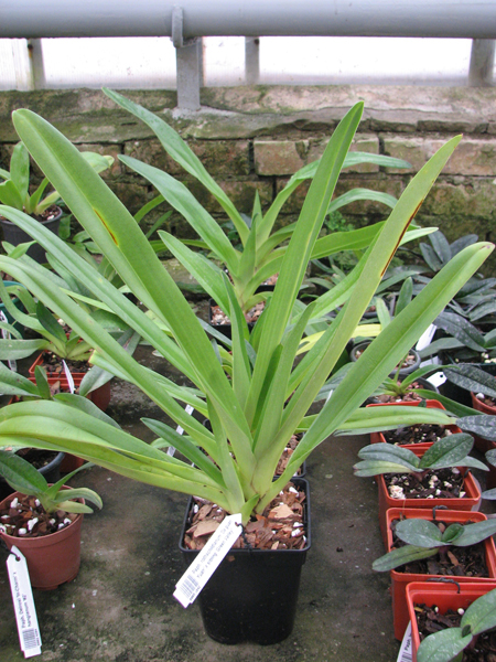 Paphiopedilum rothschildianum 'Da guan Yuan' x sibling 'Green Valley'.JPG