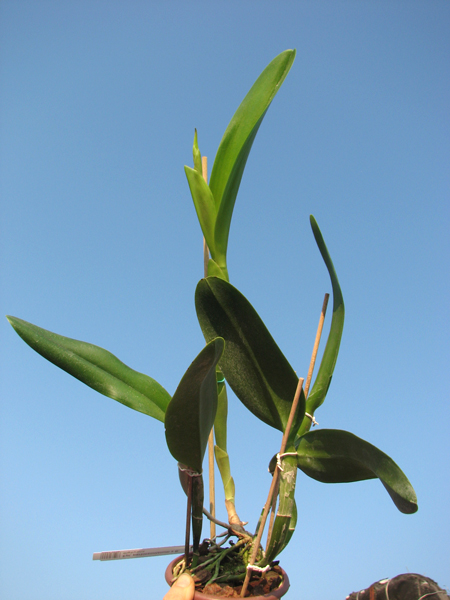 Epidendrum parkinsonianum x Brassavola digbyana.jpg