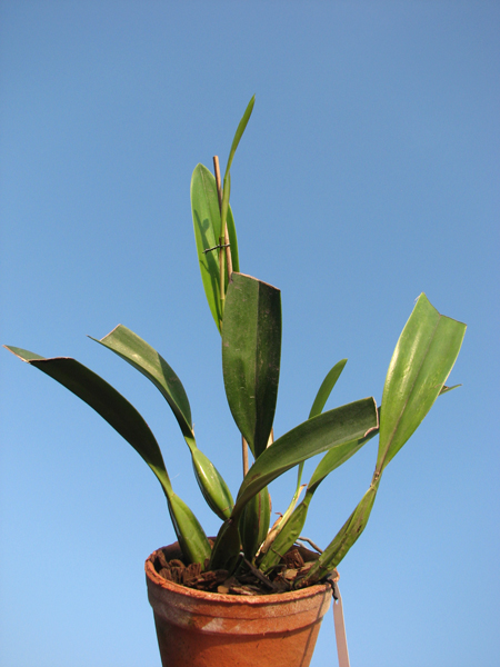 Laelia anceps.jpg