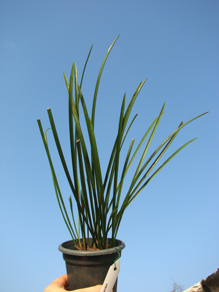 Dendrochilum javieri.jpg