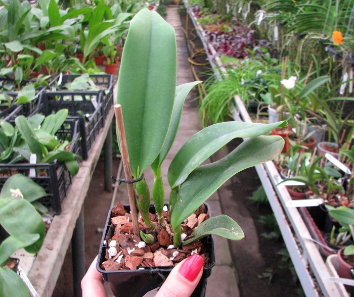 Potinara Angel Kiss 'No.5' (Blc. Love Sound x S. coccinea).JPG