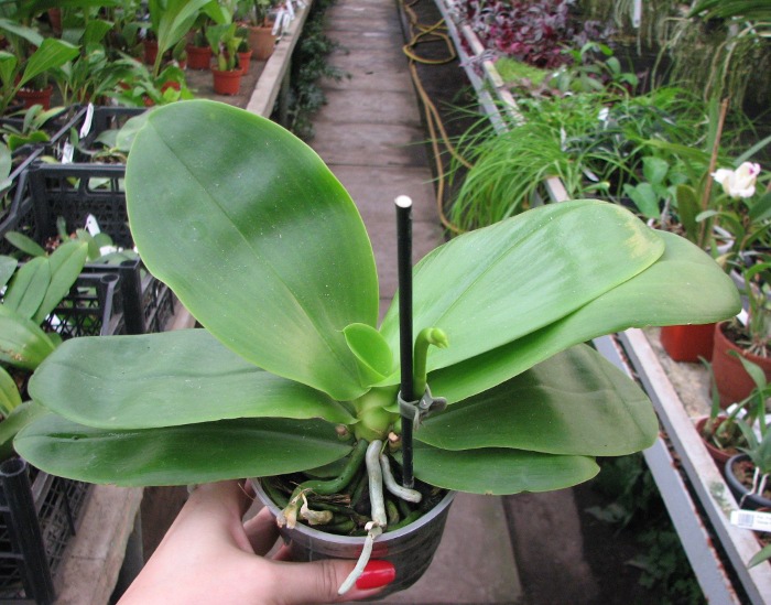 Phalaenopsis Liodoro (Phalaenopsis Deventeriana x Phalaenopsis violacea).JPG