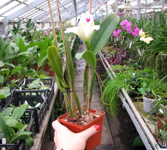 Brassocattleya Chief Pink 'Diana'.JPG