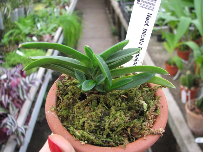 Neofinetia falcata Tamakongo.JPG