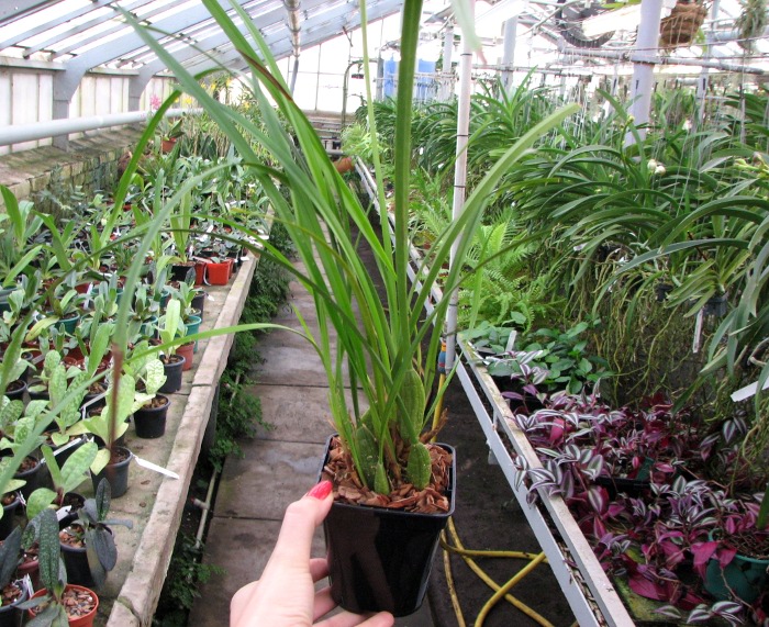 Maxillaria tenuifolia.JPG