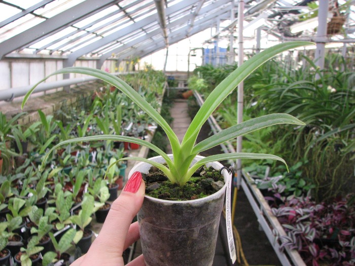 Phragmipedium Memory Dick Clements (besseae x sargentianum).JPG