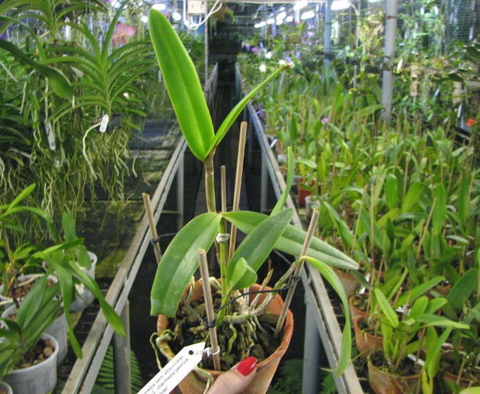 Cattleya intermedia semi alba-orlatao 'Fusae' x Cattleya intermedia pelorica 'Rabo de Pavao'.JPG