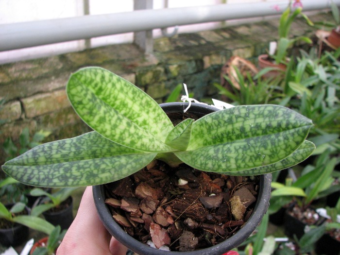 Paphiopedilum delenatii alba.JPG