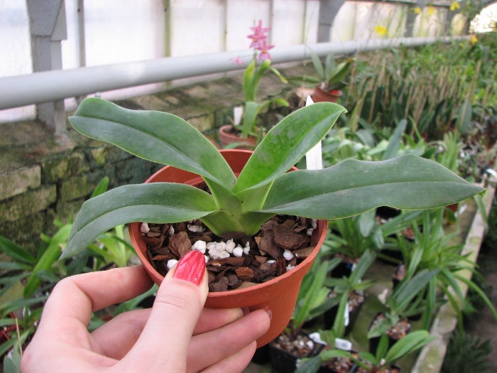 Paphiopedilum hangianum.JPG