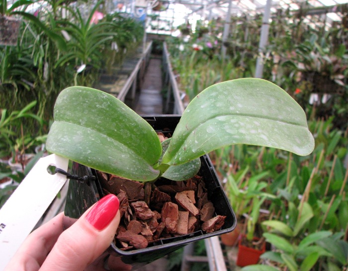 Phalaenopsis pulchra.JPG